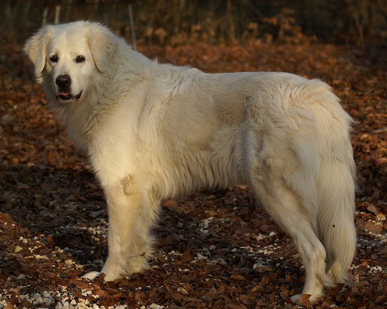 slovensky kuvasz