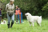 Rüden/Mehrhunde 2012